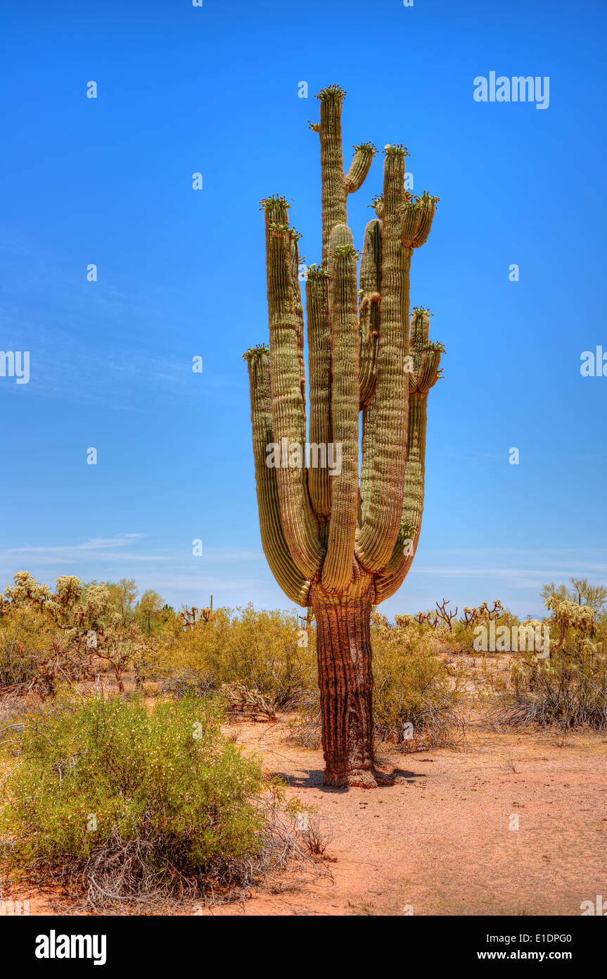 Saguaro Kaktus Cereus Giganteus in der Wüste von Arizona Stockfoto