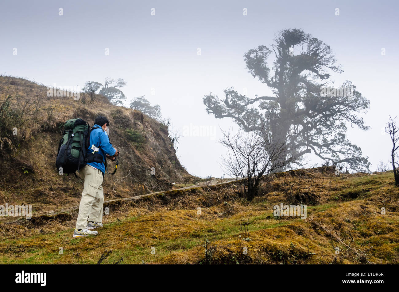 Sandakphu Trekker mit Rucksack nehmen Foto eines Baumes durch den nebligen Bergen des Himalaya, kopieren Raum Stockfoto