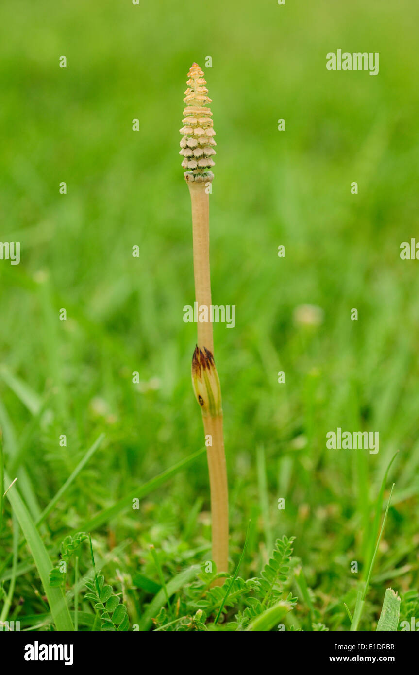 Fruchtbaren Spross der Feld-Schachtelhalm (Equisetum Arvense) Stockfoto