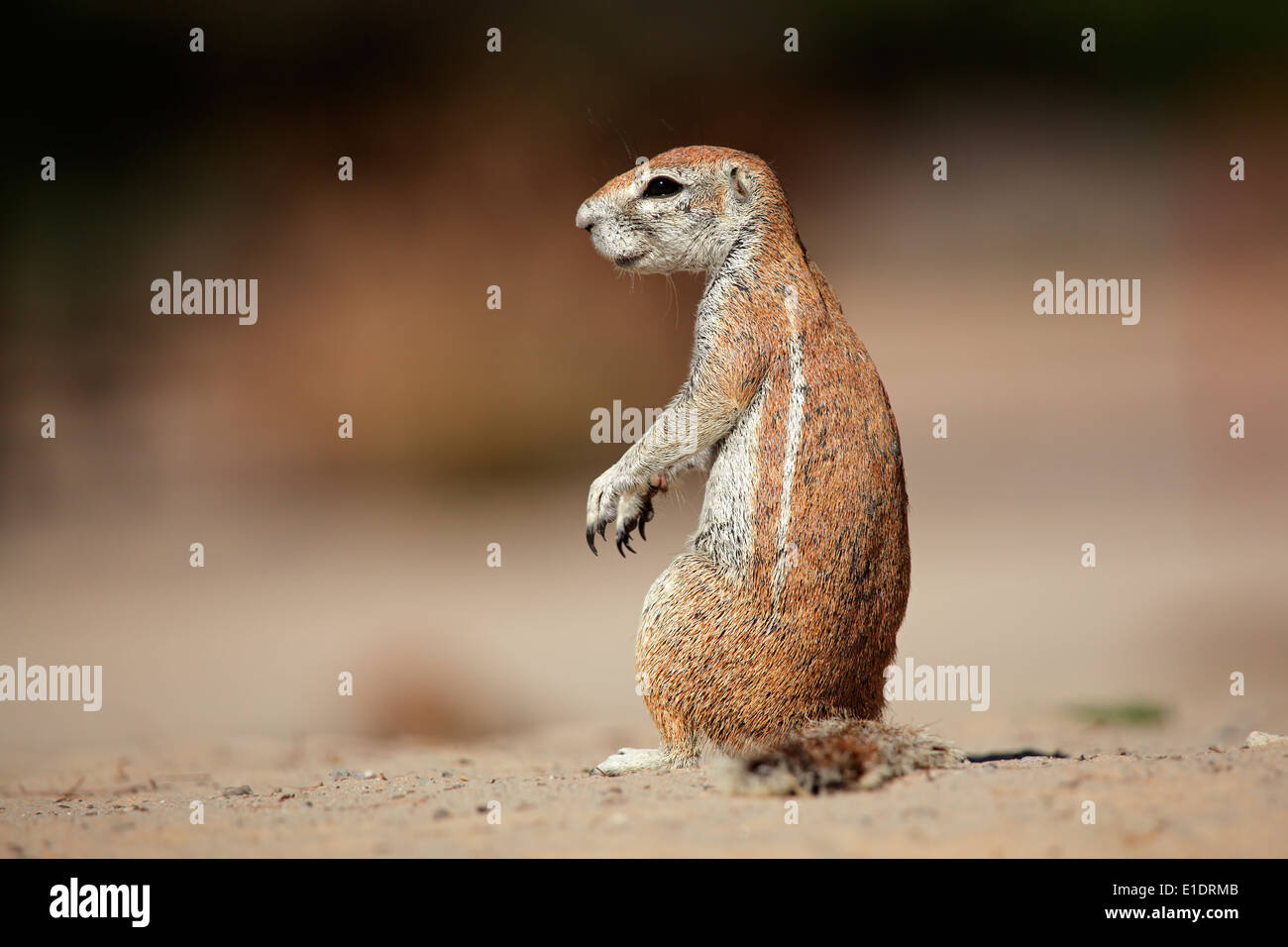 Borstenhörnchen (Xerus Inaurus), Kalahari-Wüste, Südafrika Stockfoto