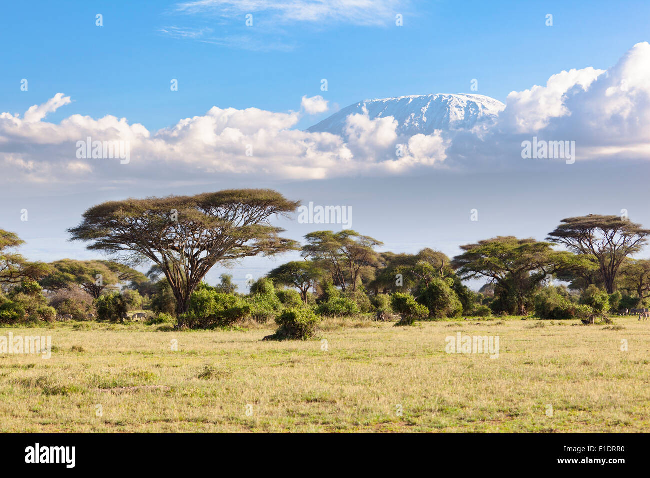 Kilimanjaro mit Schneekappe vom Amboseli Nationalpark in Kenia gesehen. Stockfoto