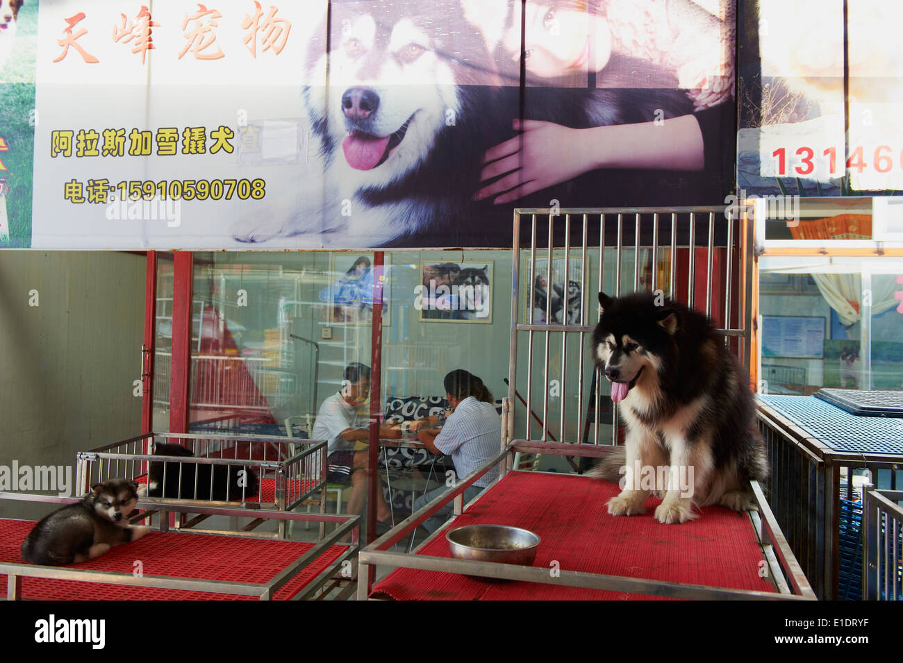 China, Peking, Hund und Katze Markt der Dong Feng Xin Stockfoto