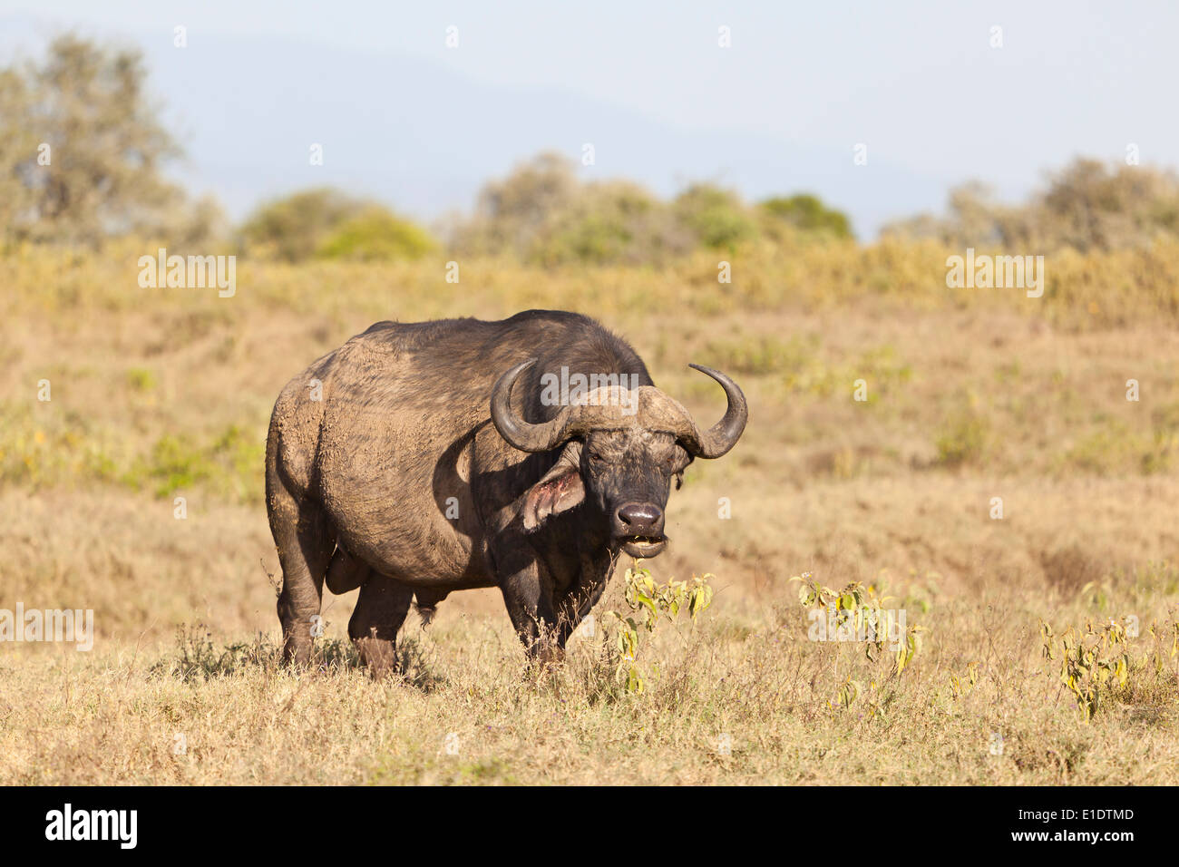 Ein Mittel suchen Kaffernbüffel in Nakuru Nationalpark in Kenia. Stockfoto