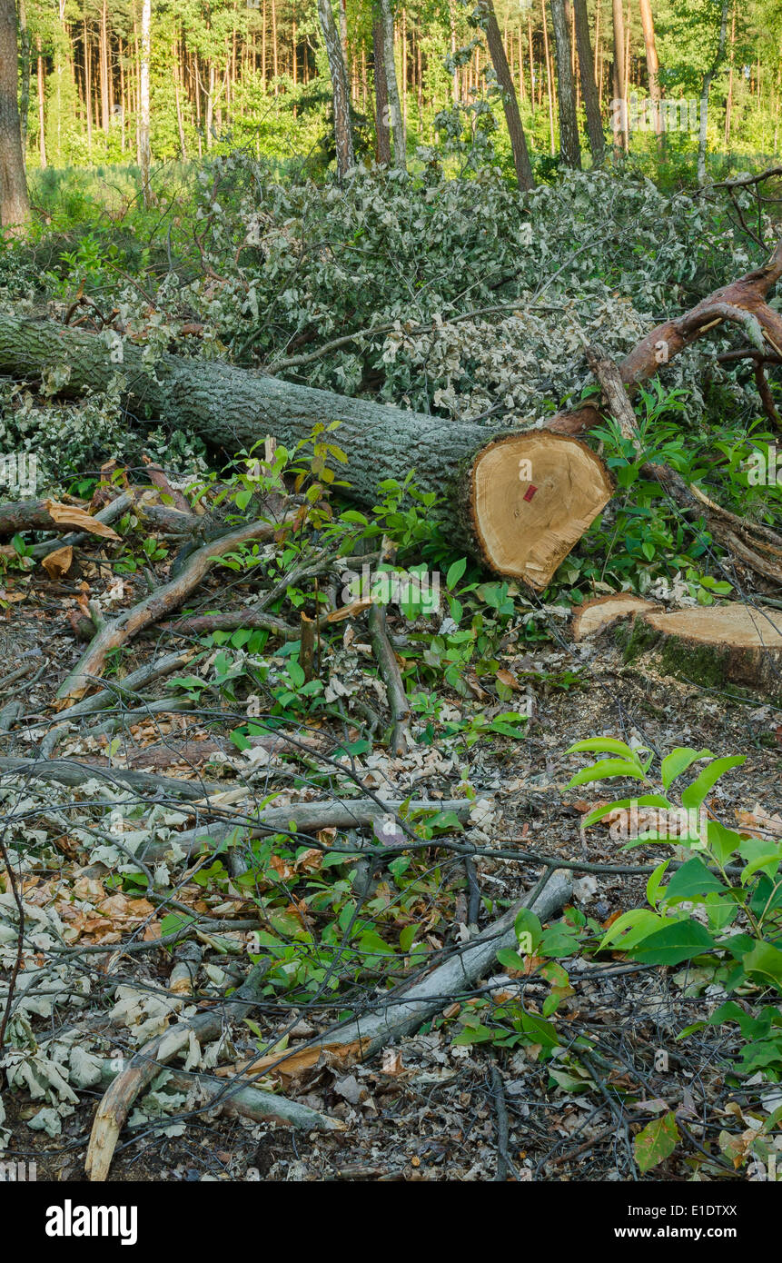 Baum geschnitten Stockfoto