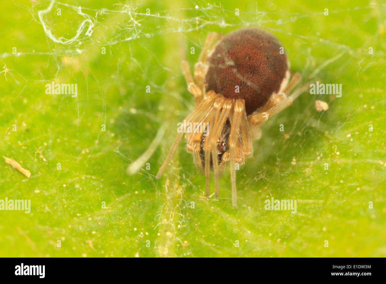 Spinne auf einem Blatt im Netz (Dictynidae sp.) Stockfoto