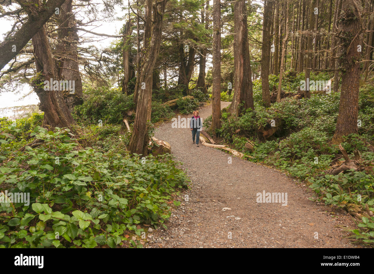 Elk203-1232 Kanada, British Columbia, Vancouver Island, Ucluelet, Frau Wild Pacific Trail Wandern Stockfoto