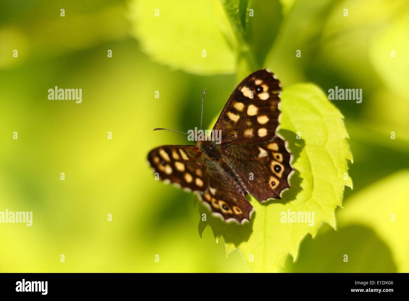 gesprenkelte Holz Schmetterling Stockfoto