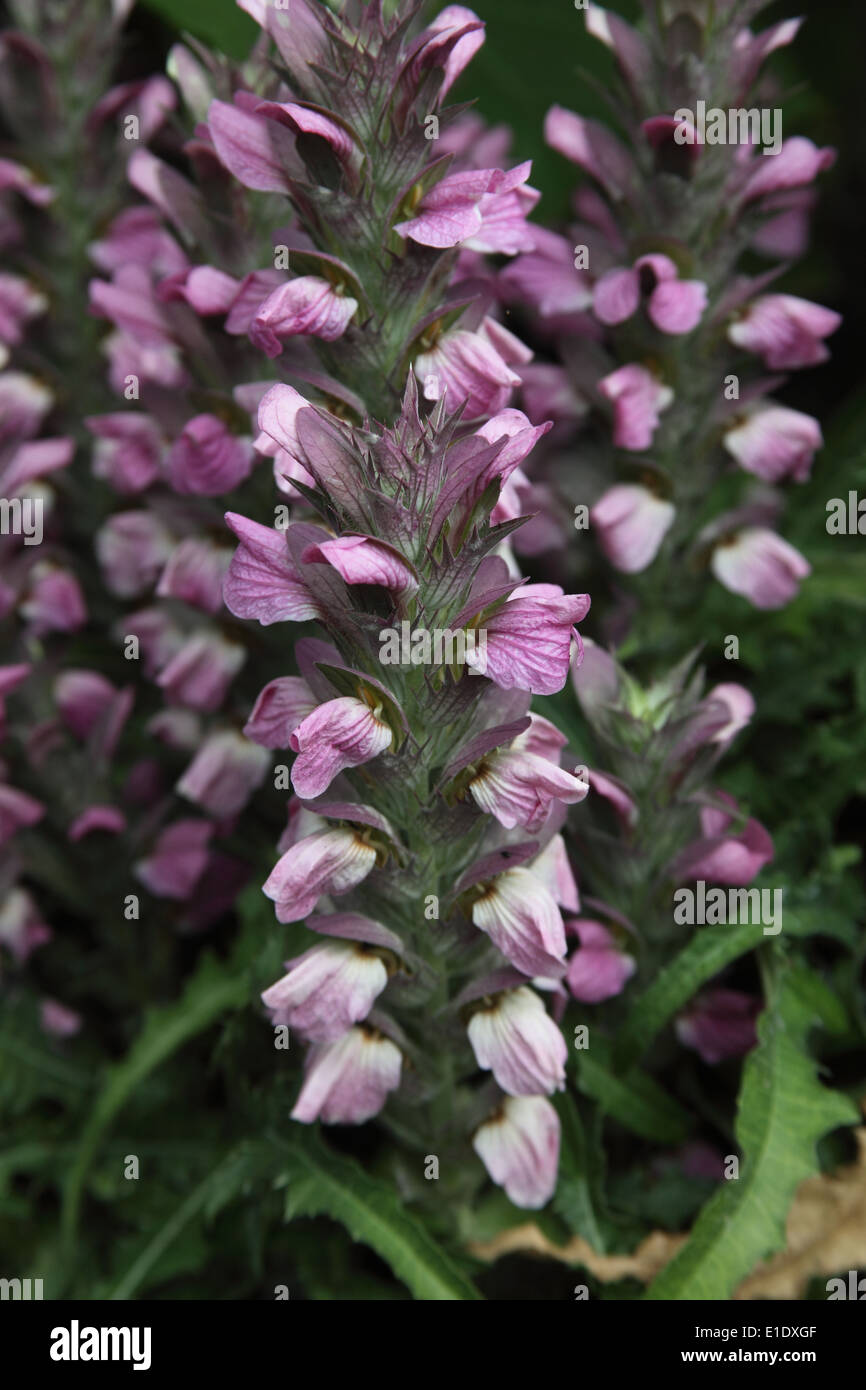 Akanthus Dioscoridis Var Perringii Nahaufnahme von Blumen Stockfoto