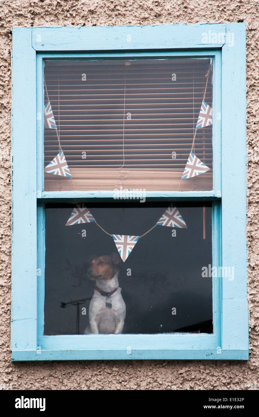 Hund an einem Fenster in Tetbury, England Stockfoto