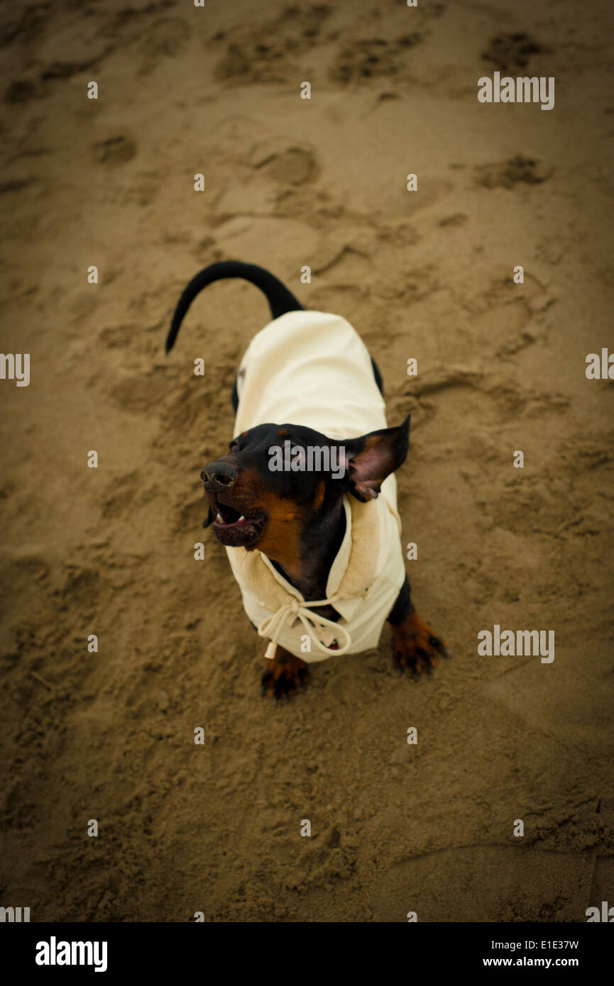Dackel gekleidet für eine Hochzeit bellen an einem Strand im winter Stockfoto