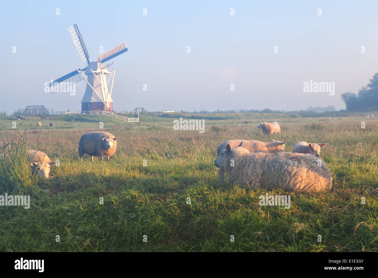 Schaf und Lamm auf nebligen Weide und Windmühle, Niederlande Stockfoto
