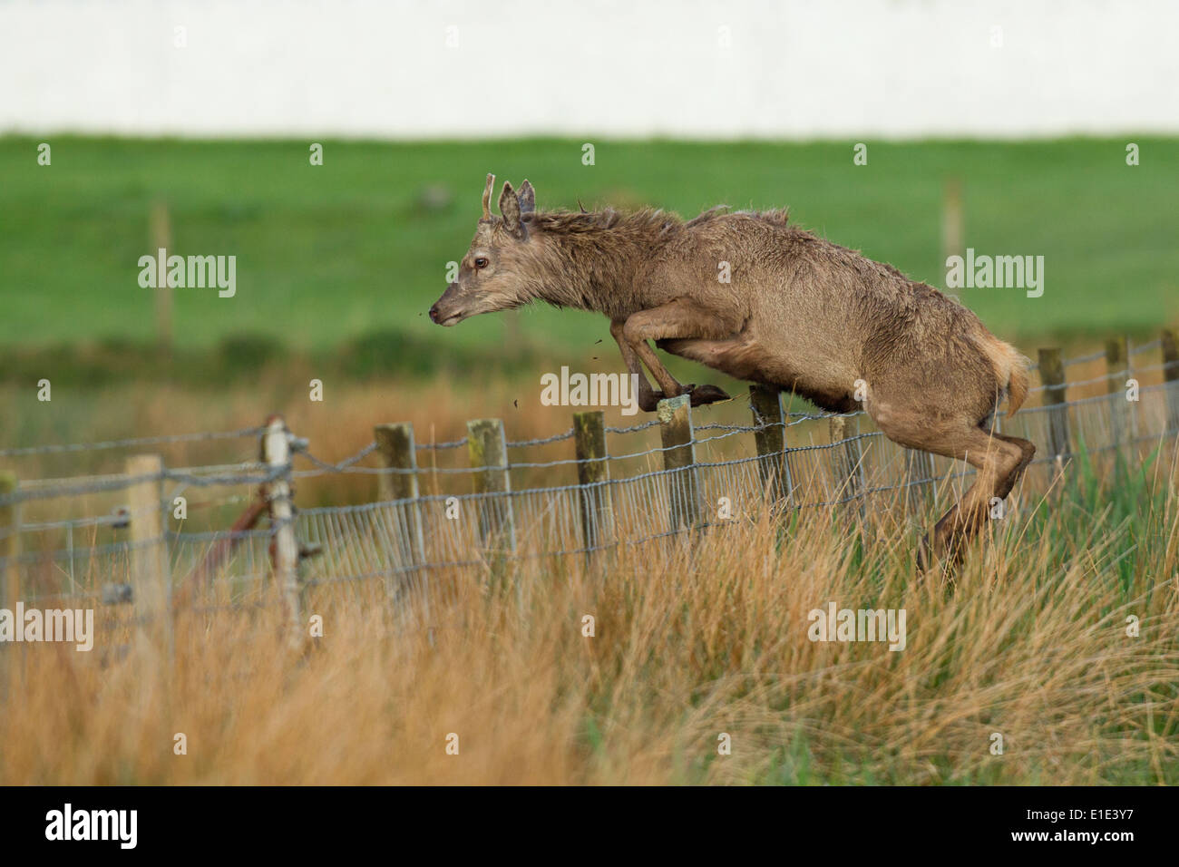 Aktion-Foto von einem Rothirsch (Cervus Elaphus) springen einen Drahtzaun Bard. North Uist, äußeren Hebriden, Schottland, UK Stockfoto