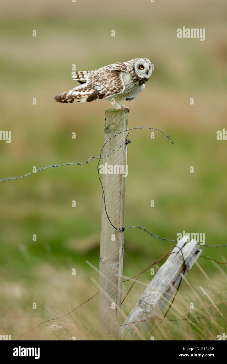 Sumpfohreule (Asio Flammeus) thront auf einem Zaunpfahl in das Moorland Lebensraum. North Uist, äußeren Hebriden, Schottland, UK Stockfoto