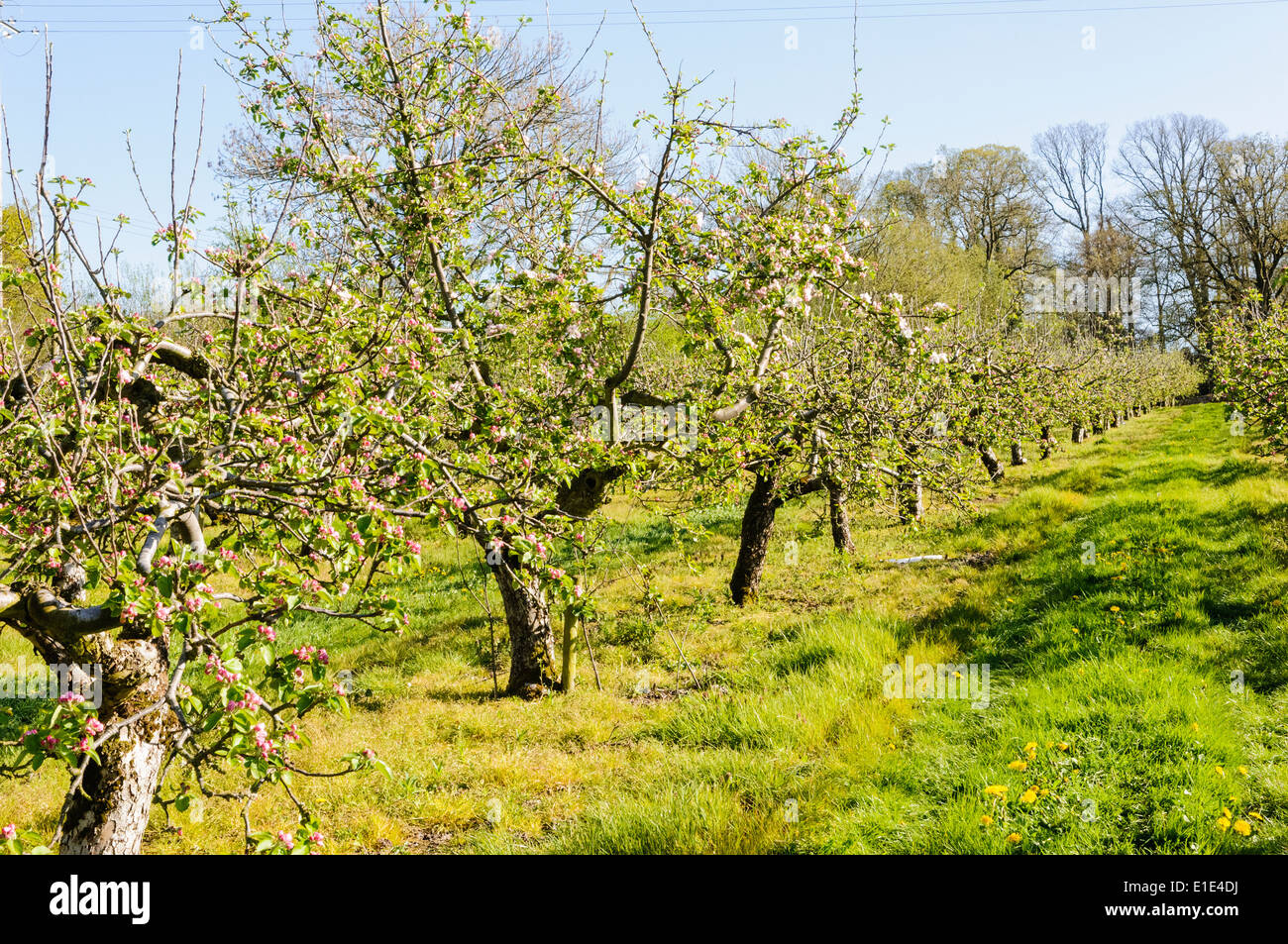 Apfelbäume in voller Blüte in einem County Armagh Obstgarten Stockfoto