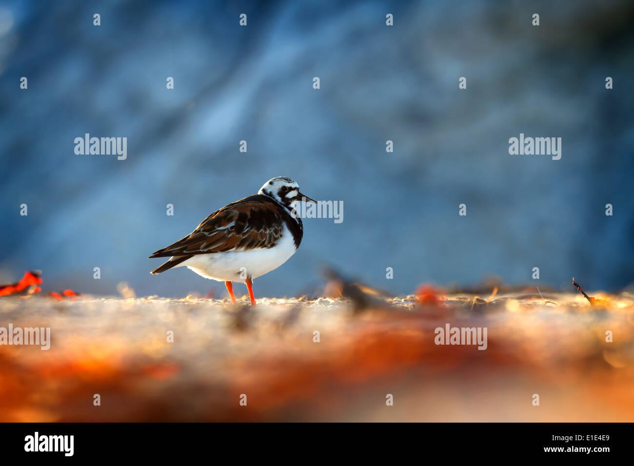 Ein Steinwälzer (Arenaria Interpres) Hintergrundbeleuchtung an einem schottischen Strand. North Uist, äußeren Hebriden Stockfoto