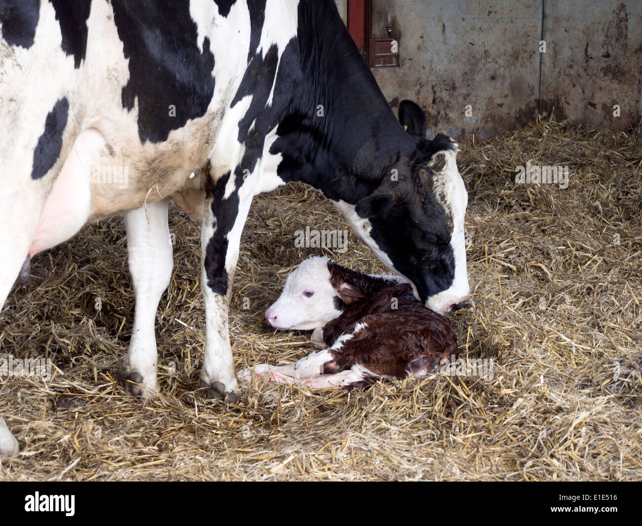 Ein Hereford cross Milchkuh lecken sauber hier neugeborenes Kalb in der Mutterschaft Schuppen von einem Milchviehbetrieb UK Stockfoto