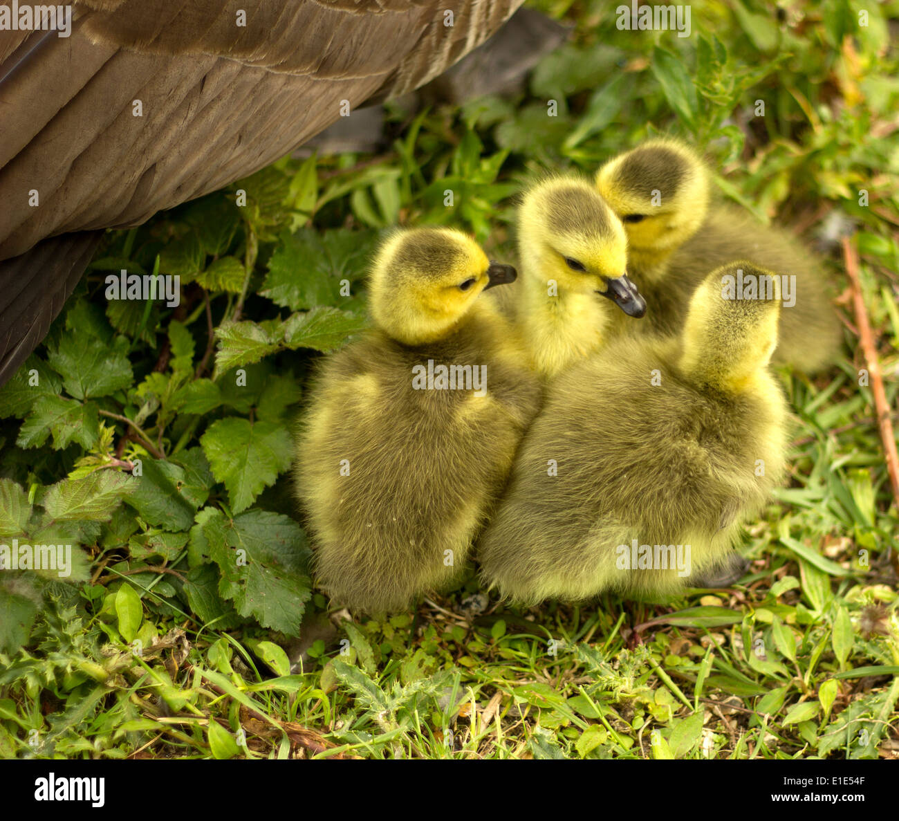 Gänsel. Clissold Park, London. Stockfoto