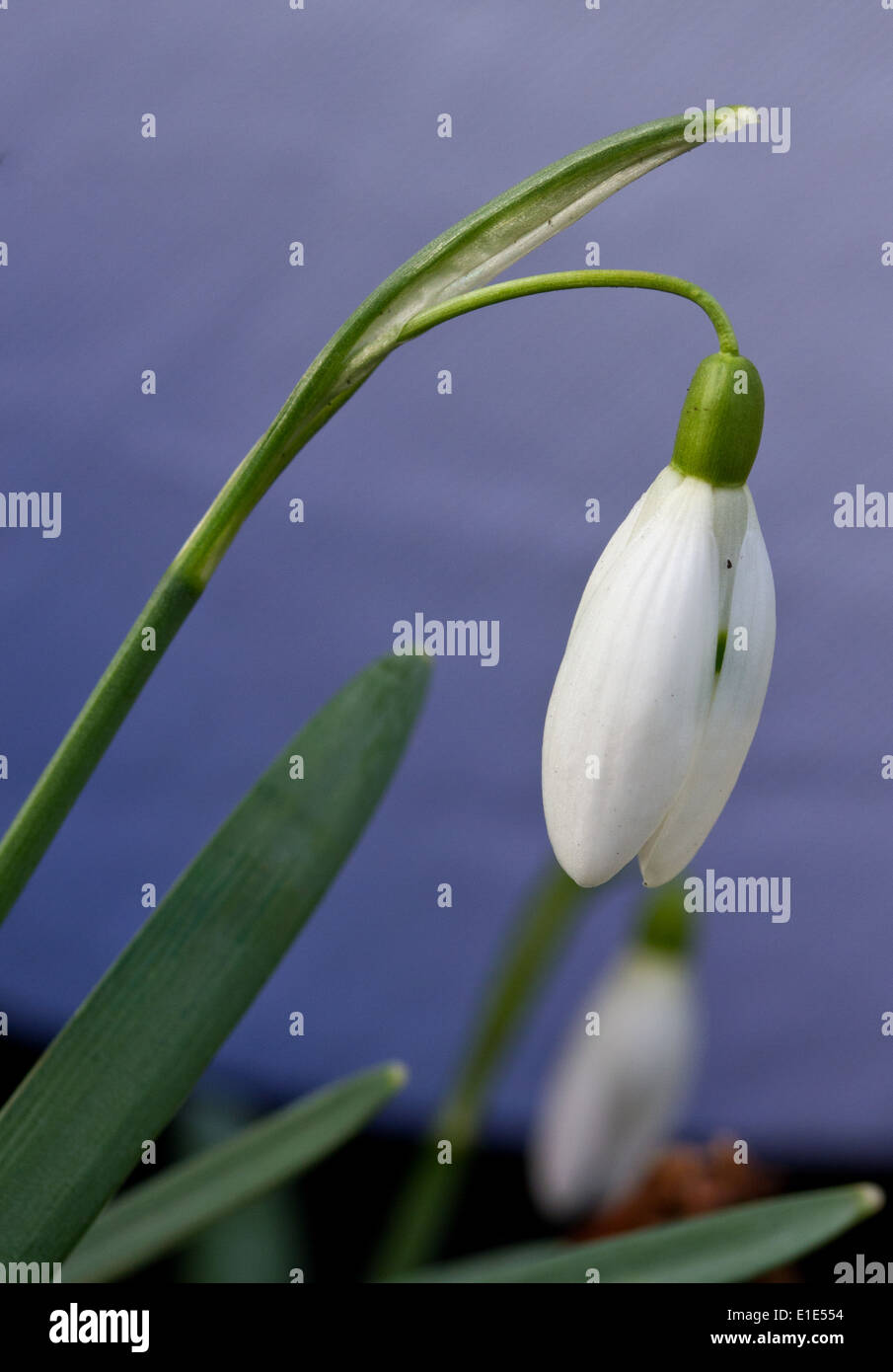 Zwei Schneeglöckchen vor Eröffnung mit zweiten in Soft-Fokus Hintergrund betont Vordergrund Blume Stockfoto
