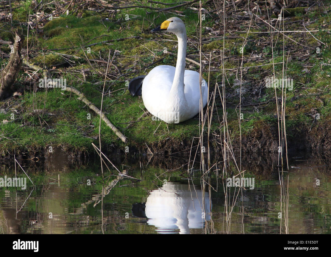 Singschwan (Cygnus Cygnus) an das Wasser egde Stockfoto