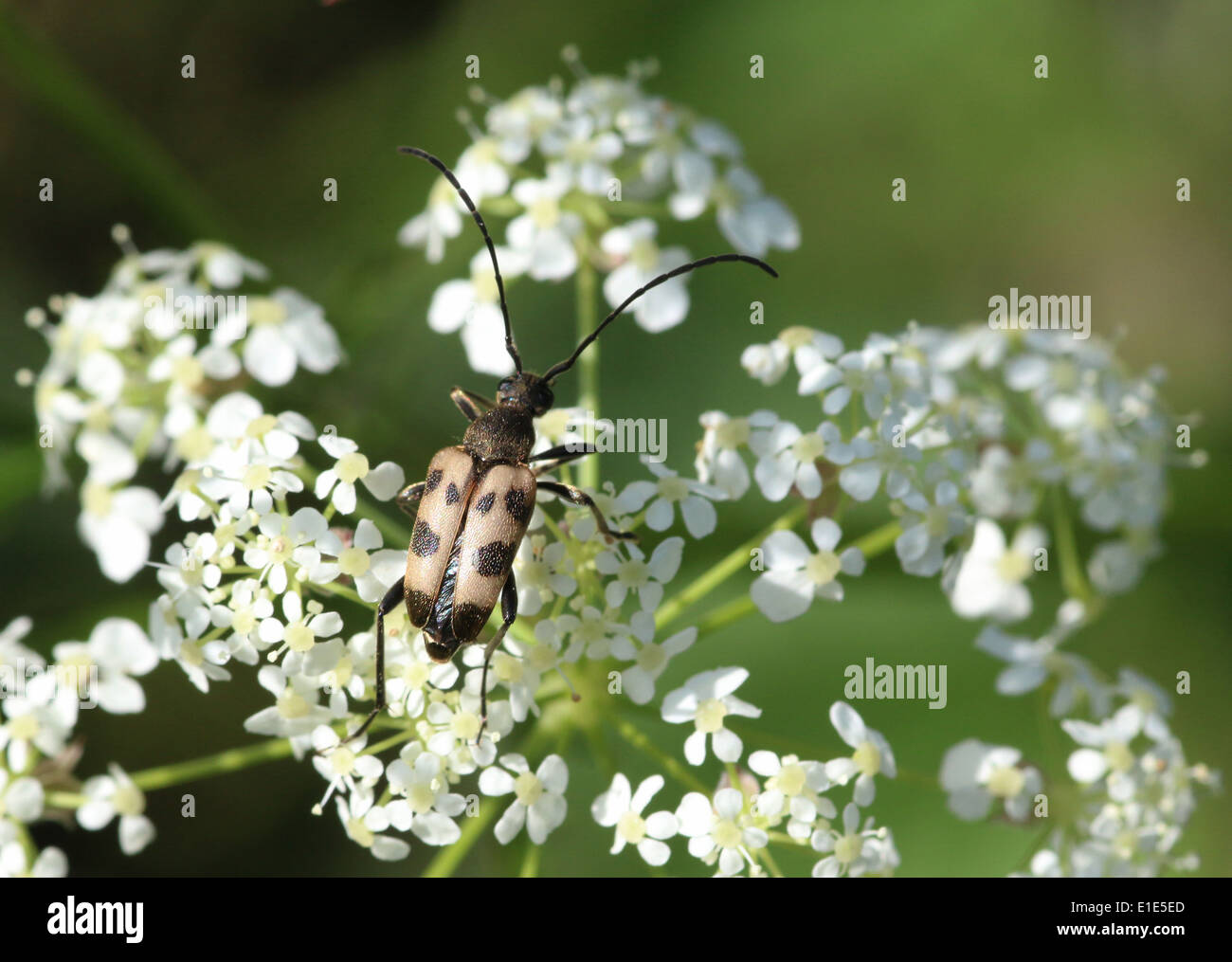 Pachyta Quadrimaculata, ein 4-spotted Licht braun & schwarz europäischen Laubholzbockkäfer. Stockfoto