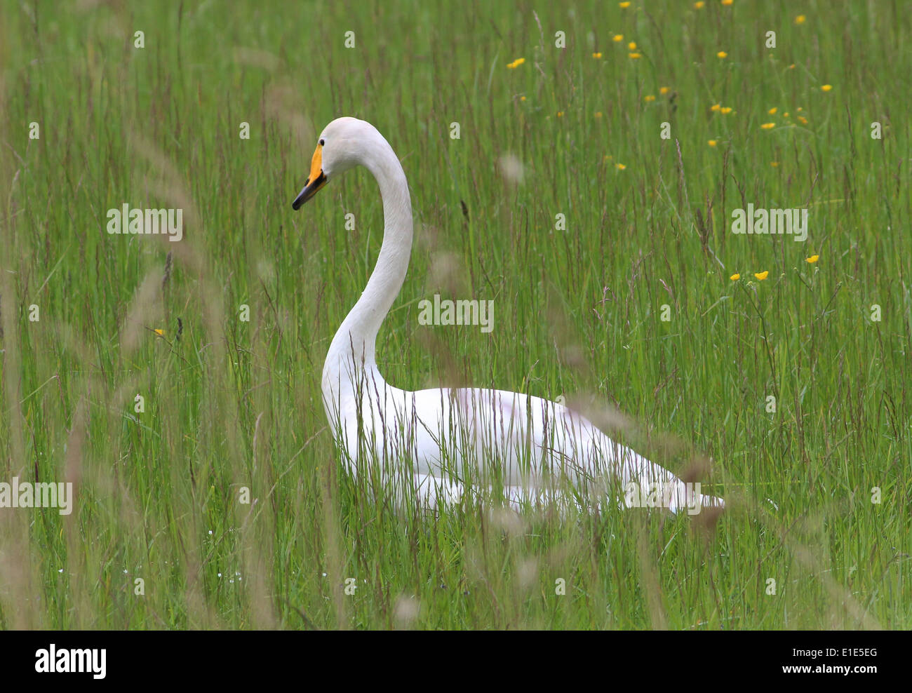 Singschwan (Cygnus Cygnus) in nassen Sumpfgebieten Stockfoto