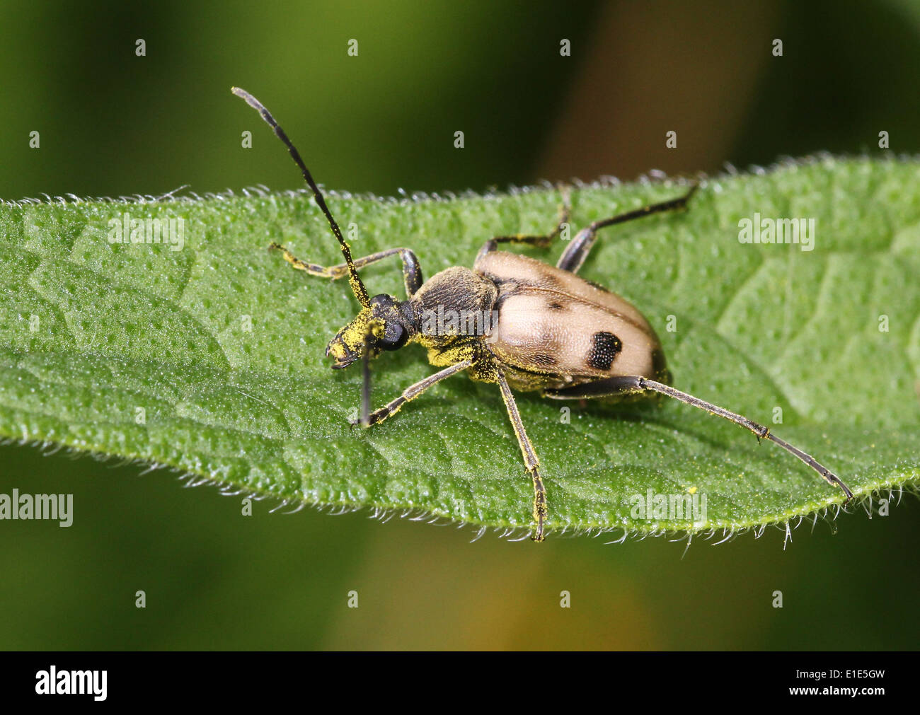 Pachyta Quadrimaculata, ein 4 gesichtet leichte braune & schwarz europäischen Laubholzbockkäfer in gelben Pollen bedeckt Stockfoto