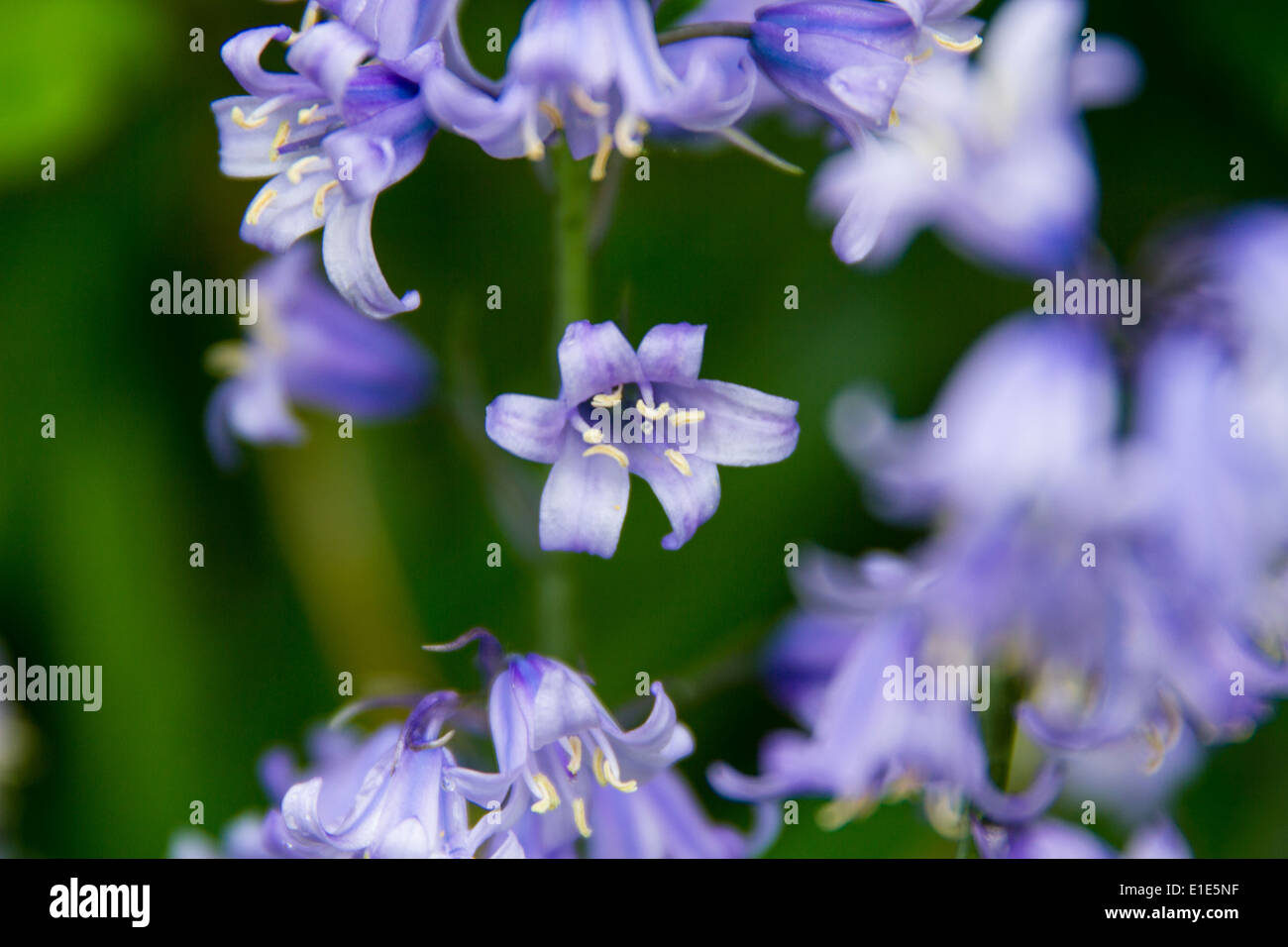 Lila Blumen Stockfoto