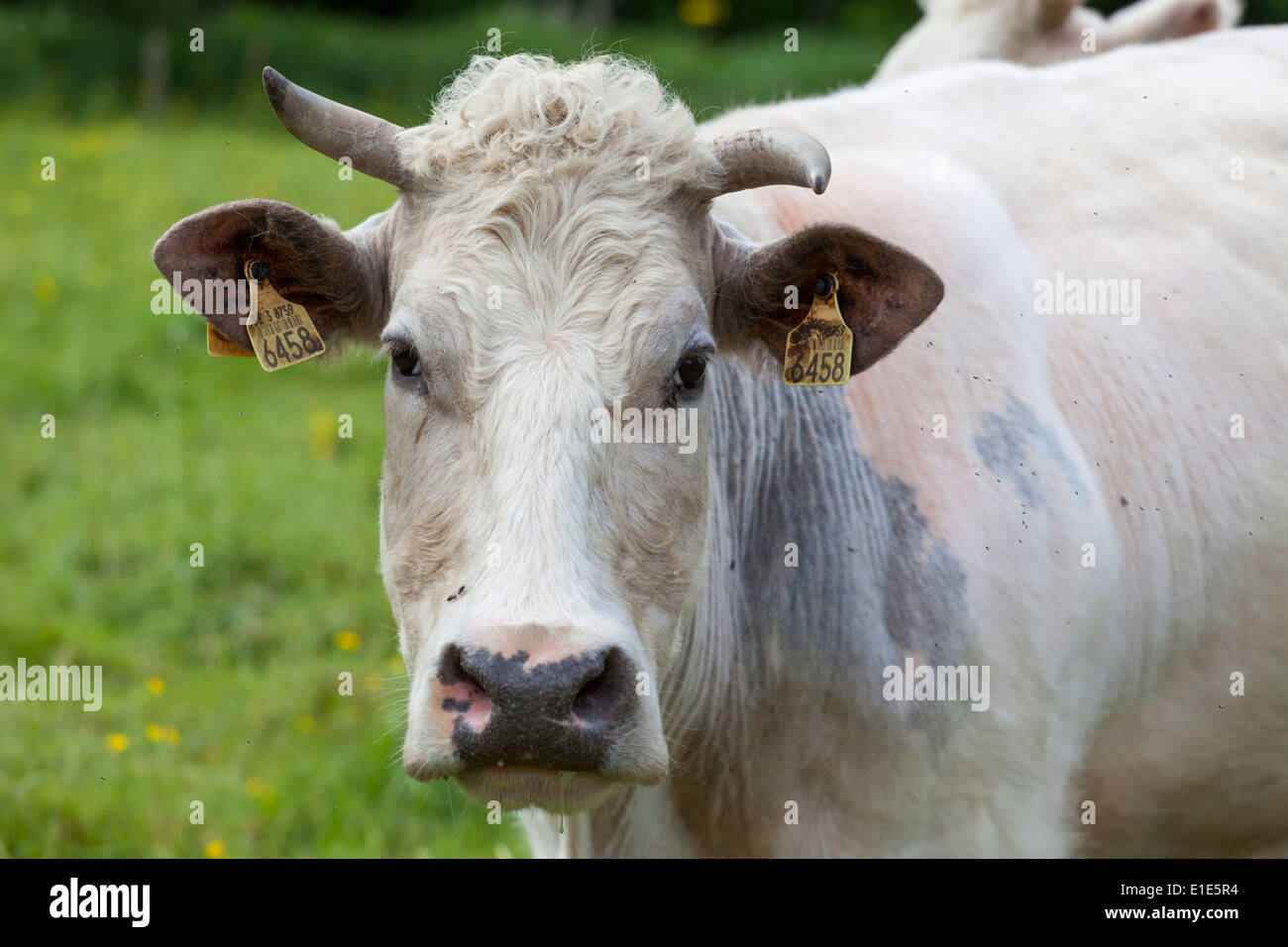 Belgische blaue Kuh hautnah Stockfoto Belgische blaue Kuh hautnah Stockfoto