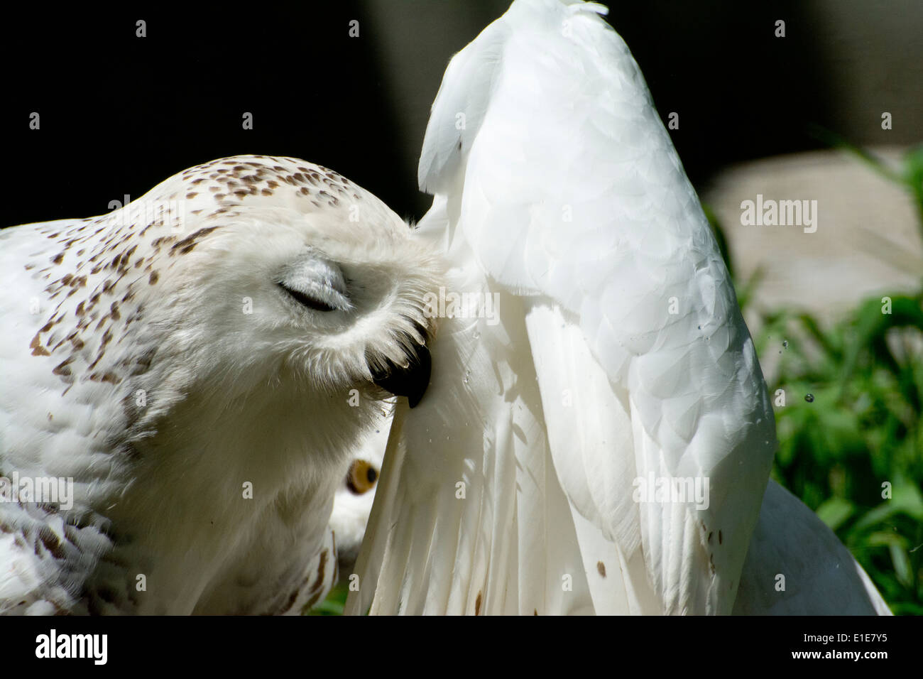 Eine männliche Schneeeule. Stockfoto