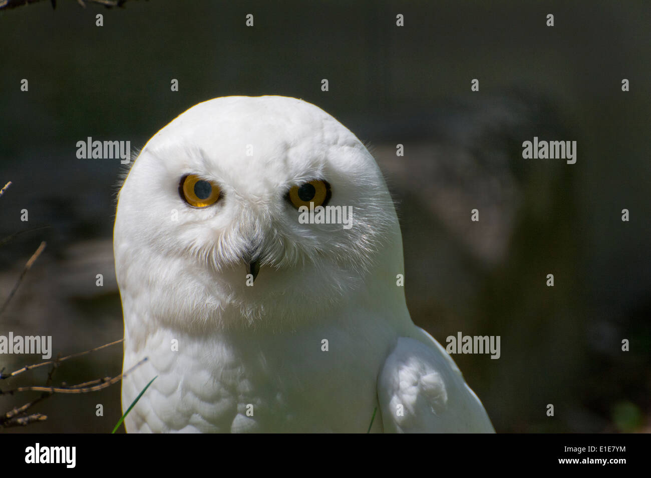 Eine männliche Schneeeule. Stockfoto