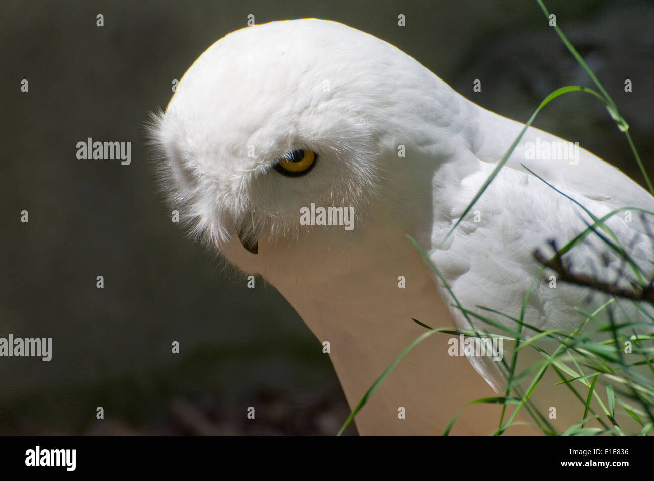 Eine männliche Schneeeule. Stockfoto