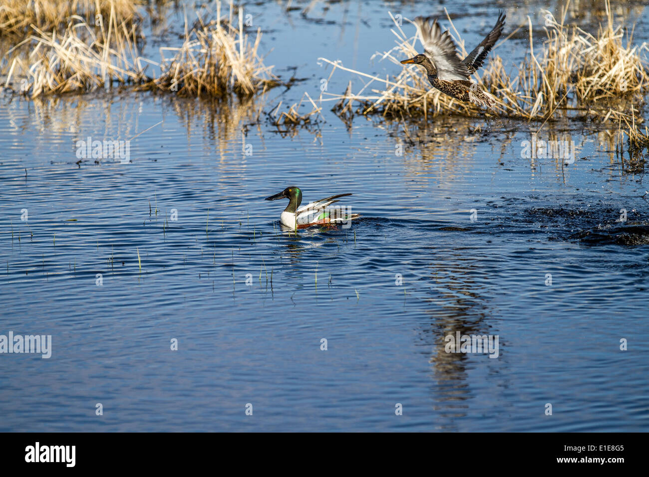 Nördlichen Löffelente (Anas Clypeata) schöne, schillernde, farbige männlich, Schwimmen im blauen Prärie Slough, auf der Suche nach Nahrung. Stockfoto