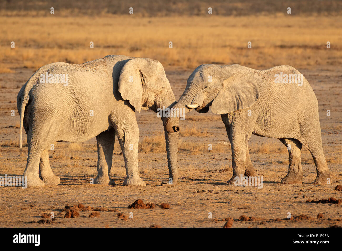 Zwei große afrikanische Elefant (Loxodonta Africana) Stiere, Etosha Nationalpark, Namibia Stockfoto