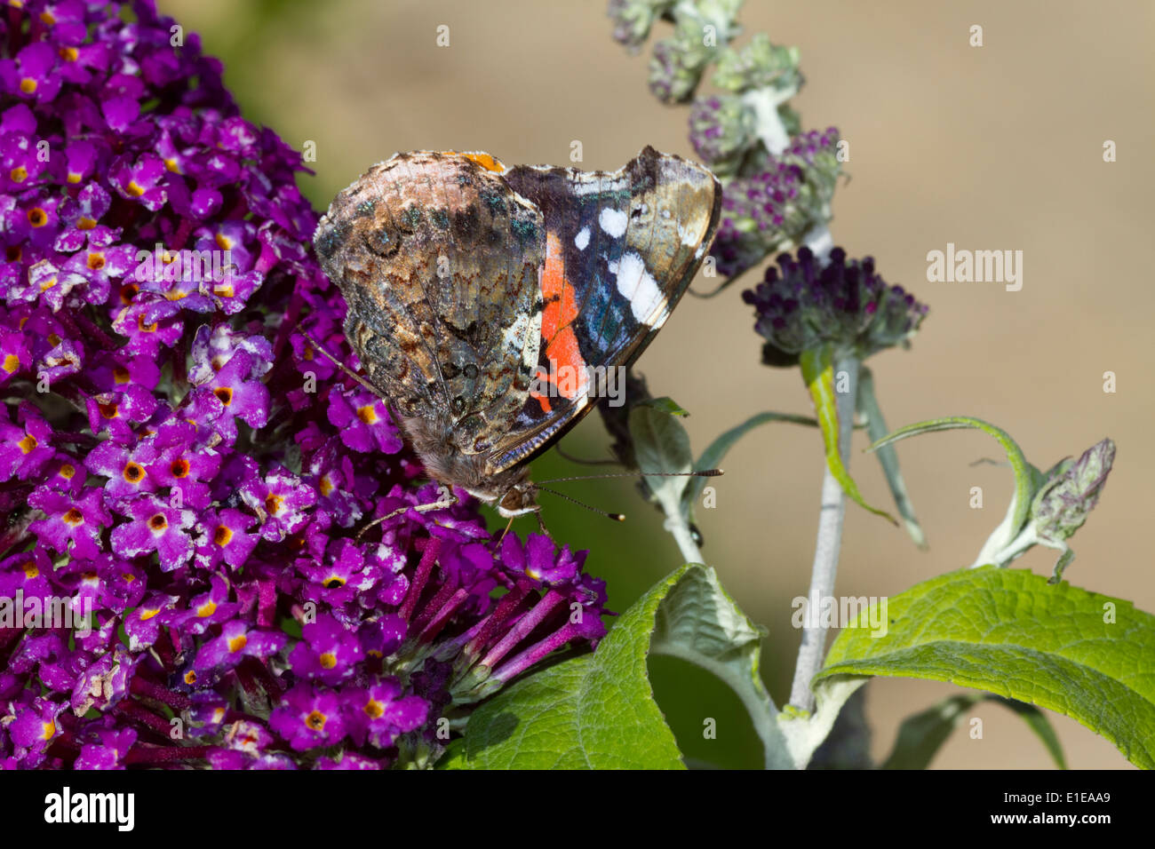 Red Admiral Schmetterling auf Sommerflieder Stockfoto