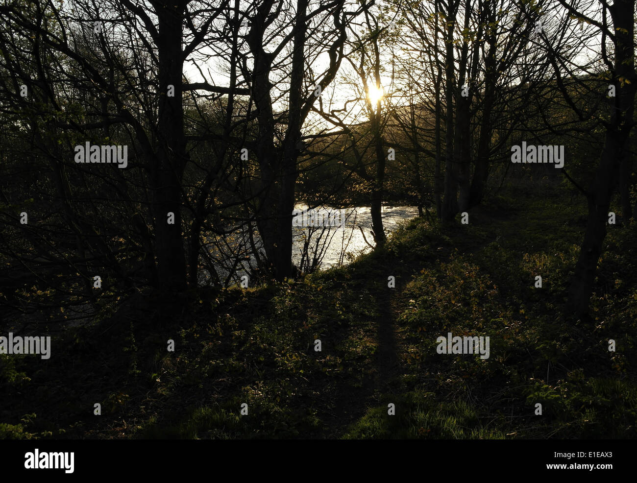 Am Abend Sonne durch am Fluss Bäume am Ufer des Flusses Calder, Cromwell unten, in der Nähe von Elland, West Yorkshire Stockfoto