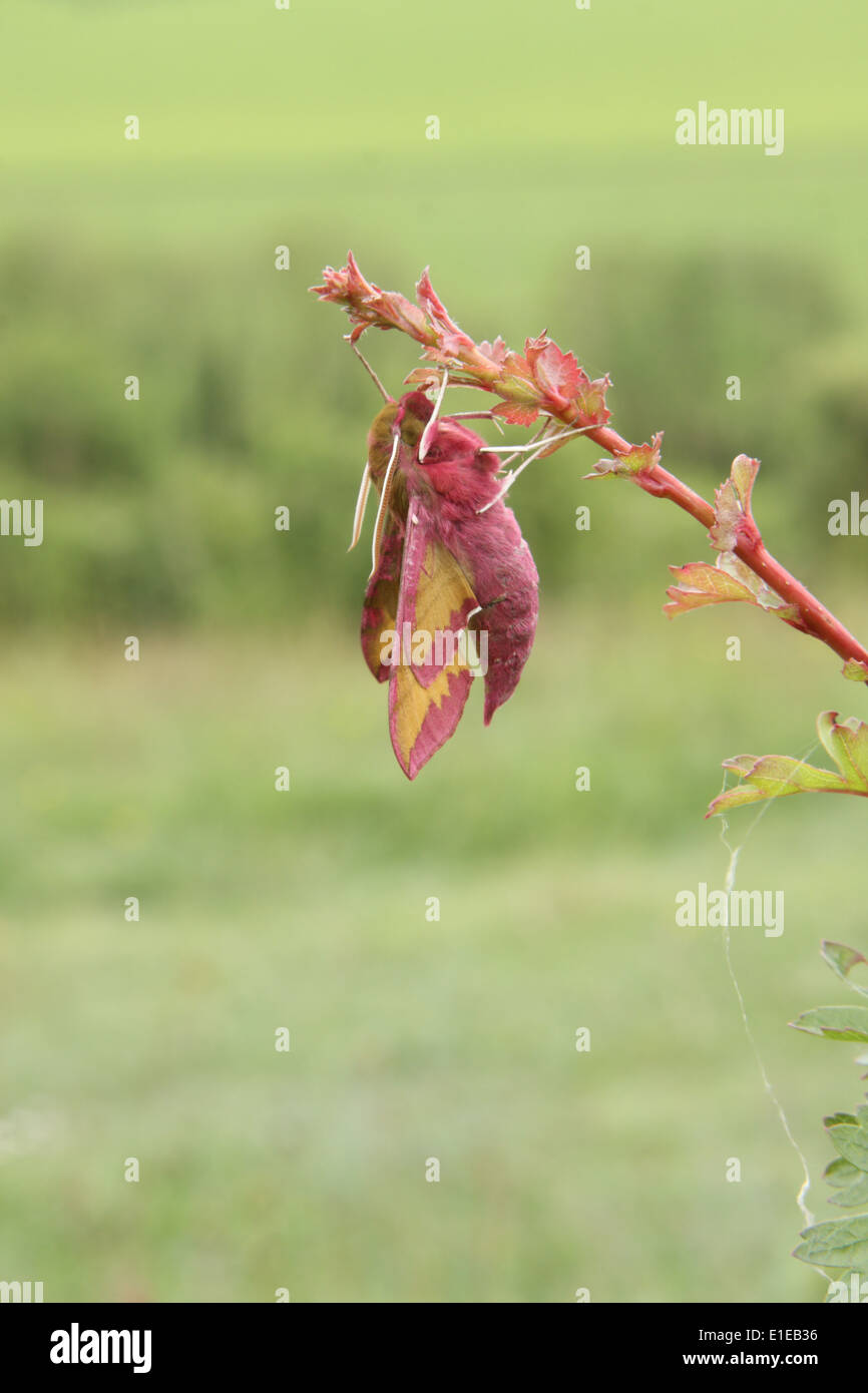 Kleiner Elefant Hawk-Moth Stockfoto