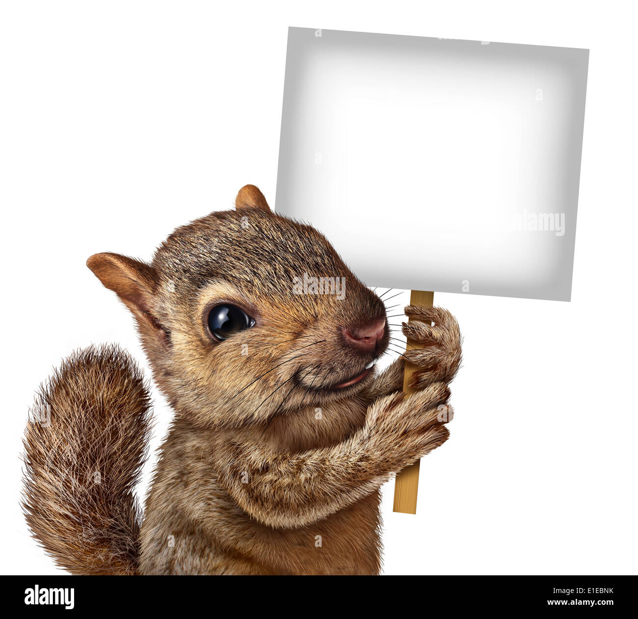 Eichhörnchen mit einem Schild mit realistischen Fell und Pfoten als freundliche niedlich pelzigen Nager Charakter greifen Billboard Beschilderung für Werbung und marketing als eine Botschaft der Tiere Tierwelt. Stockfoto