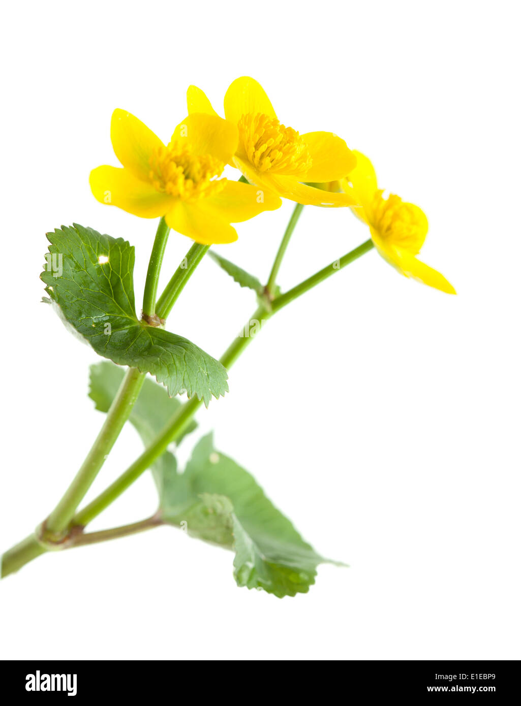 Caltha Palustris Sumpf Ringelblumen isoliert auf weiss Stockfoto