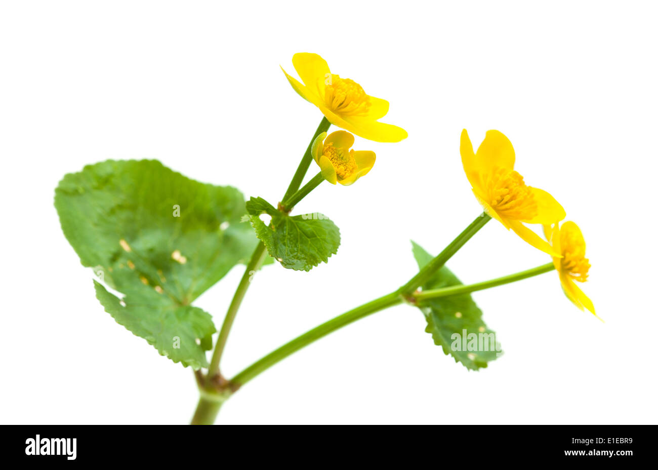 Caltha Palustris Sumpf Ringelblumen isoliert auf weiss Stockfoto