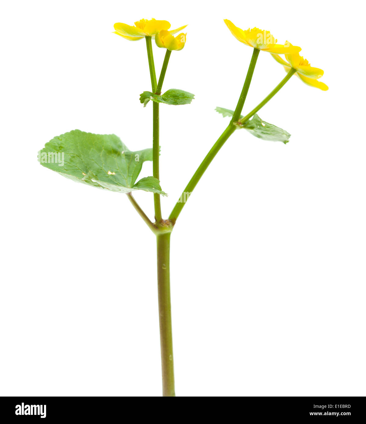 Caltha Palustris Sumpf Ringelblumen isoliert auf weiss Stockfoto