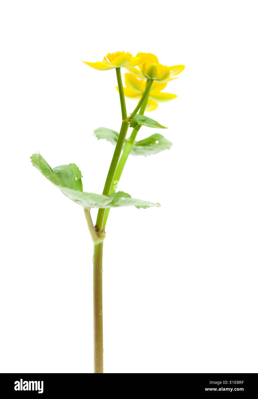 Caltha Palustris Sumpf Ringelblumen isoliert auf weiss Stockfoto