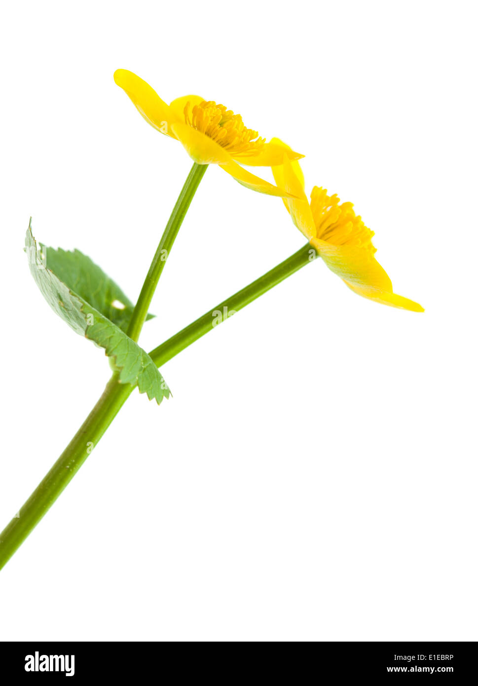 Caltha Palustris Sumpf Ringelblumen isoliert auf weiss Stockfoto