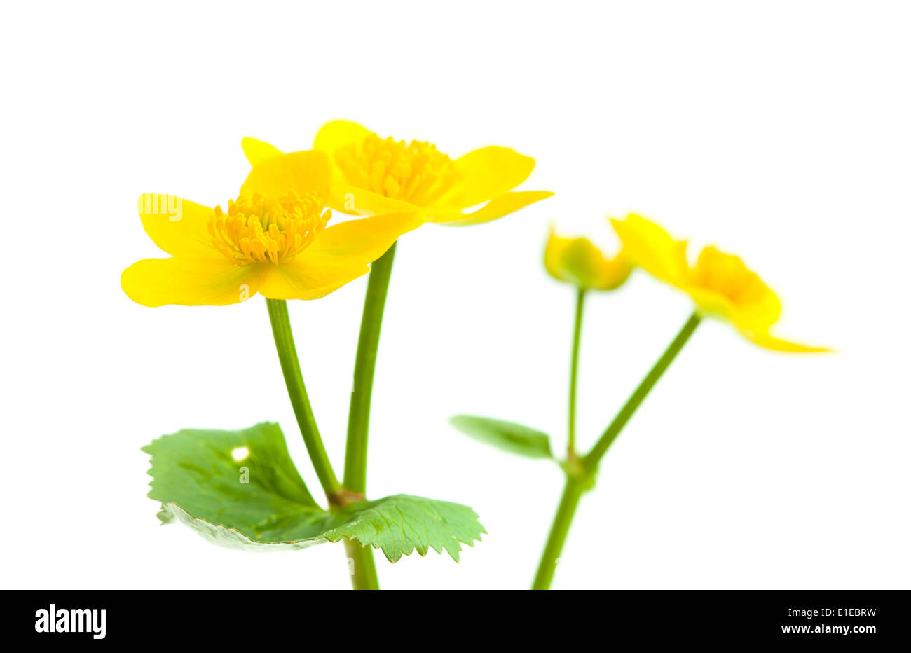 Caltha Palustris Sumpf Ringelblumen isoliert auf weiss Stockfoto