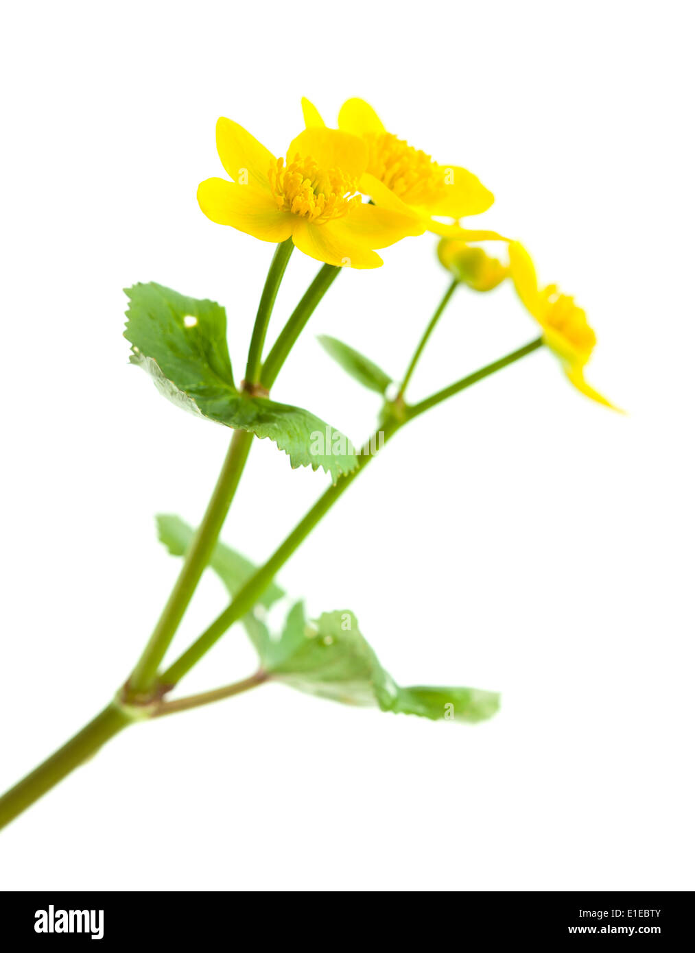 Caltha Palustris Sumpf Ringelblumen isoliert auf weiss Stockfoto