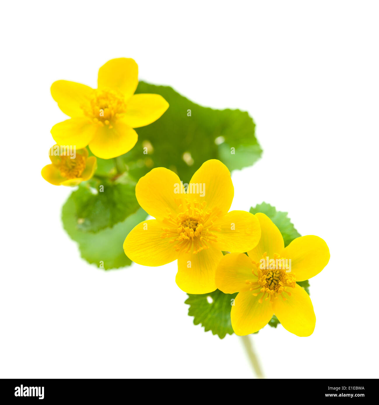 Caltha Palustris Sumpf Ringelblumen isoliert auf weiss Stockfoto