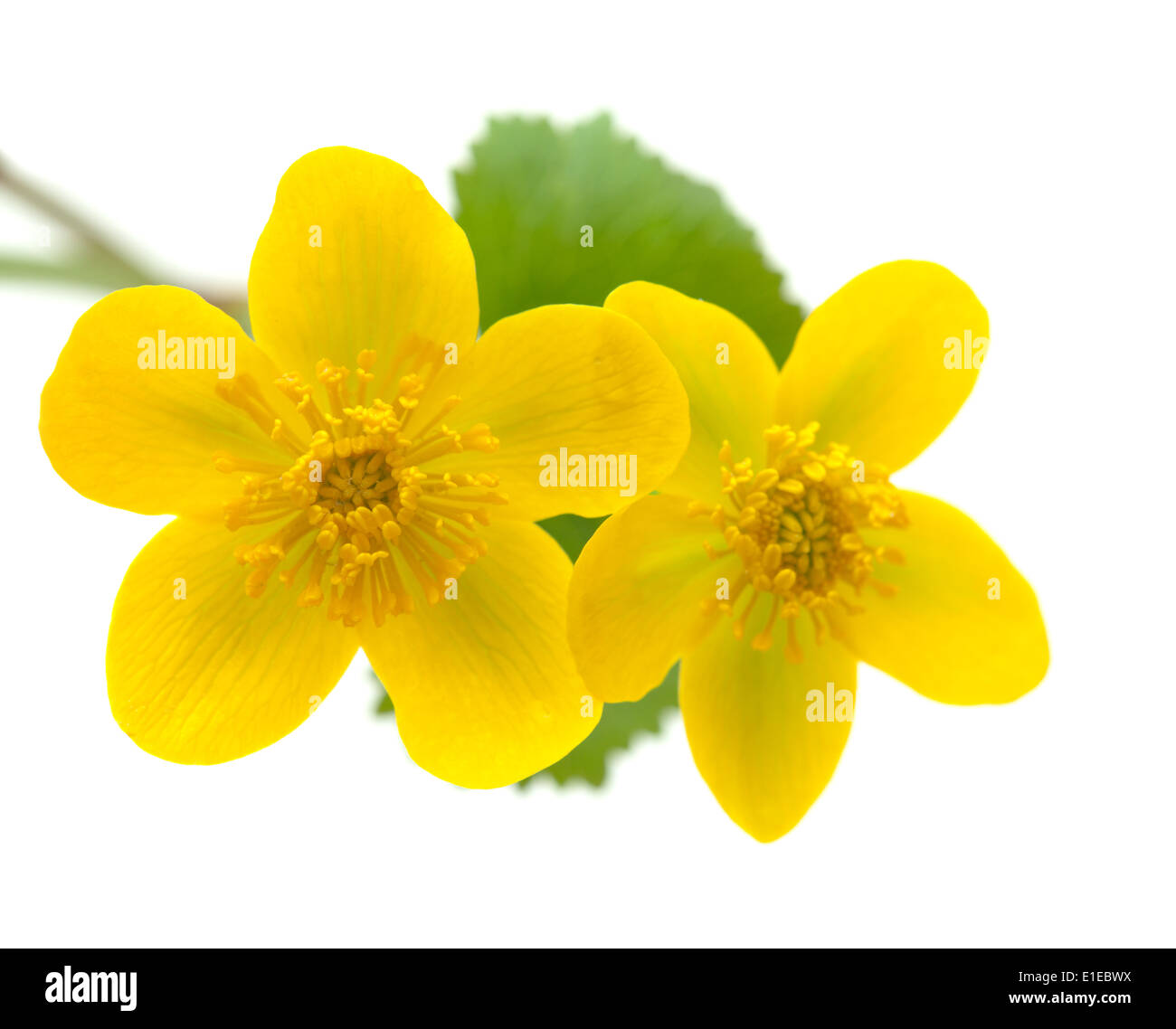 Caltha Palustris Sumpf Ringelblumen isoliert auf weiss Stockfoto