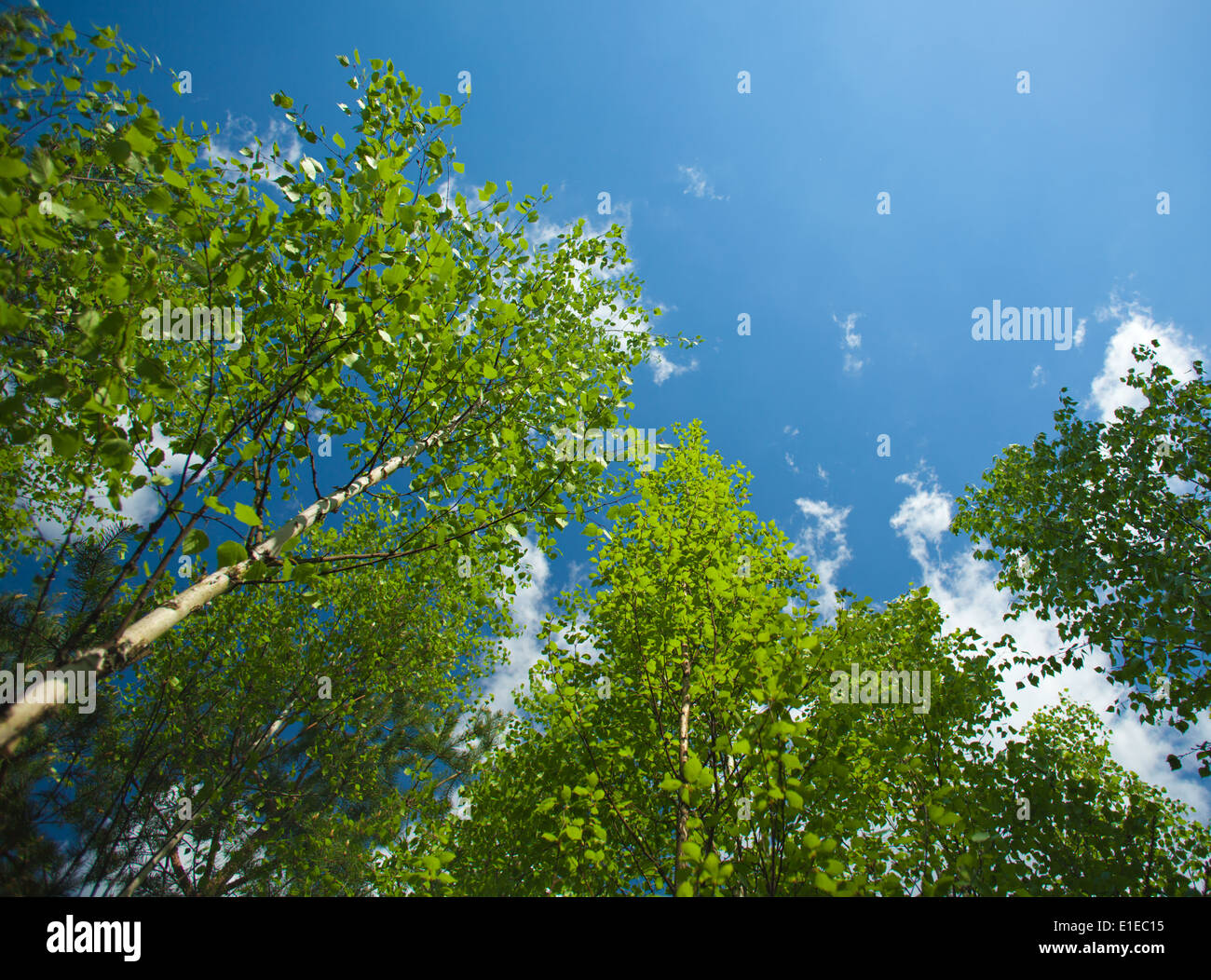 Silber-Birken im Frühjahr natürlichen Hintergrund Stockfoto