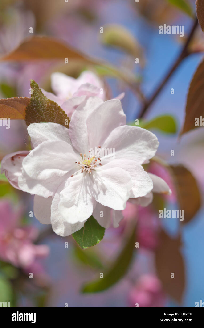 Zierapfel Blumen natürlichen Hintergrund Stockfoto