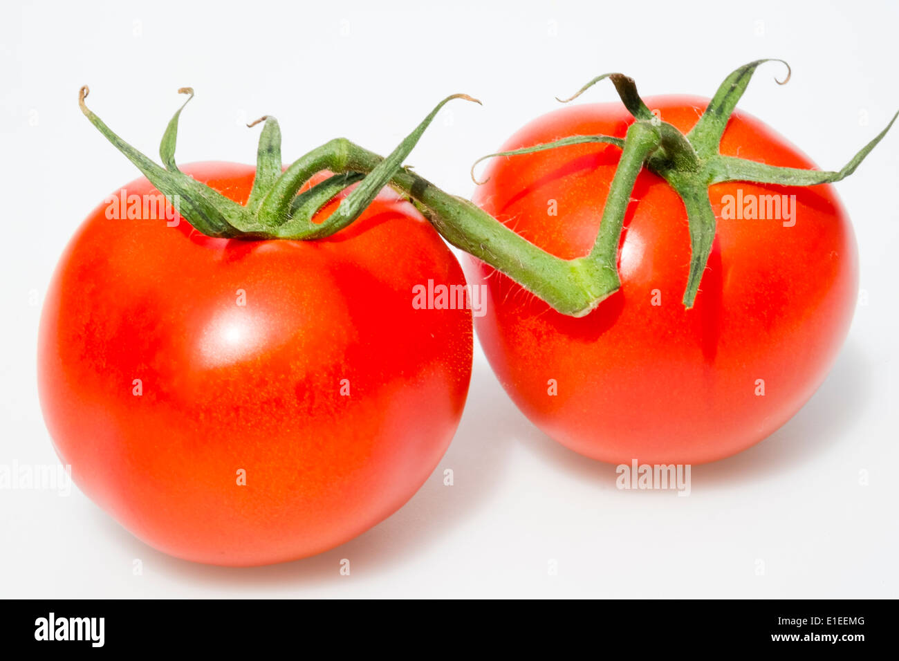 Zwei Tomaten am Rebstock schneiden Sie vor einem weißen Hintergrund. Stockfoto