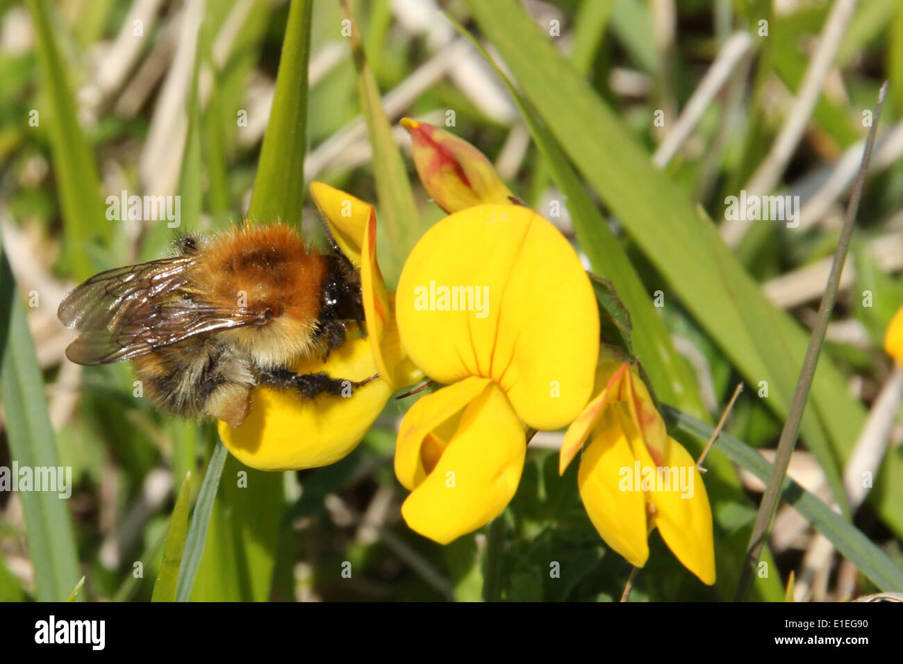 Eine männliche frühen Bumble Bee auf ein Birdsfoot Kleeblatt Blume Stockfoto